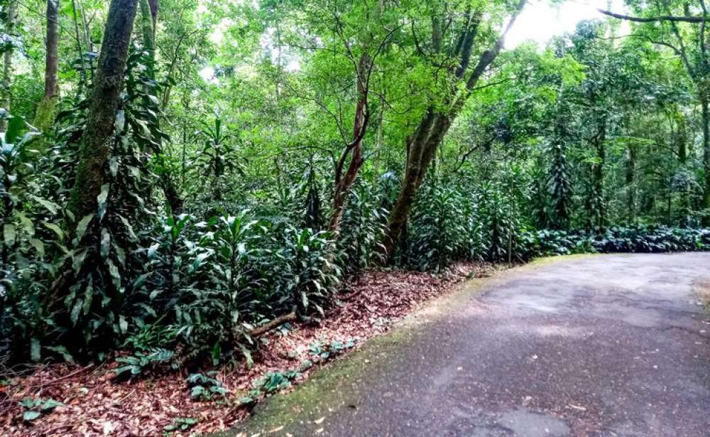 Mais de 200 plantas invasoras ameaçam vegetação nativa do país