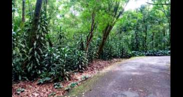 Mais de 200 plantas invasoras ameaçam vegetação nativa do país