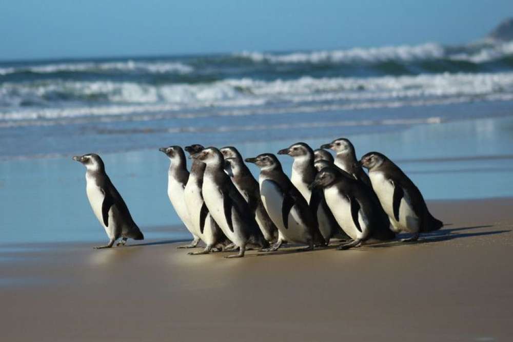 Rede de atendimento cuidará de pinguins resgatados na costa brasileira