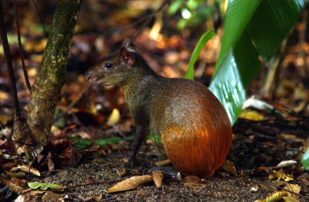 Projeto catalogará toda a diversidade da vida no território brasileiro