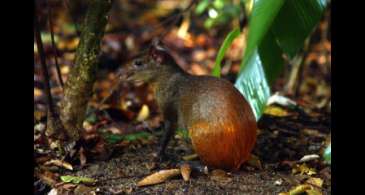 Projeto catalogará toda a diversidade da vida no território brasileiro