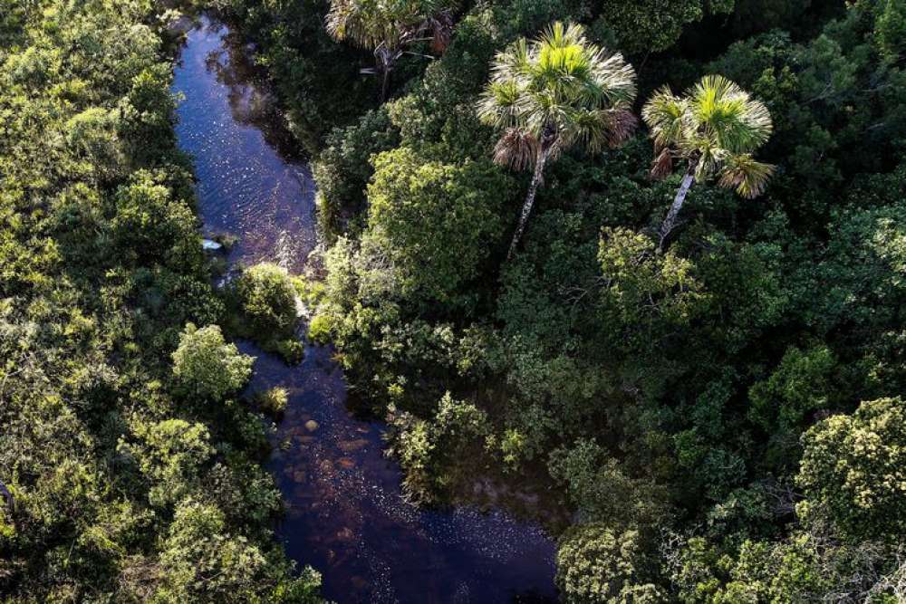 ICMBio divulga balanço sobre combate a crimes ambientais