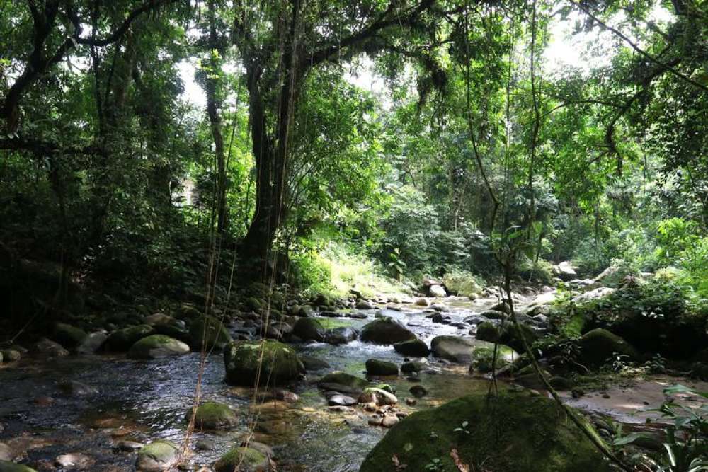 Projetos privados mantêm reservas ecológicas na Mata Atlântica