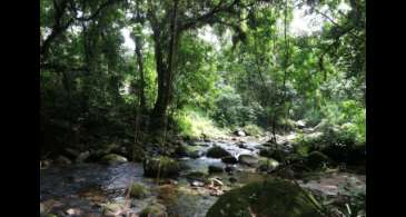 Projetos privados mantêm reservas ecológicas na Mata Atlântica