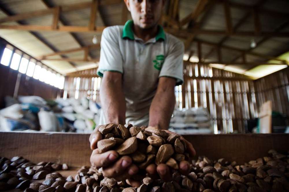 BNDES vai destinar R$ 2,5 milhões para bioeconomia na Amazônia