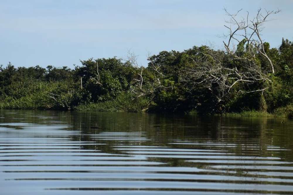 Cerca de 25% dos manguezais no Brasil já foram destruídos