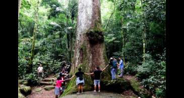 Jequitibá-rosa milenar é destaque em parque do Rio de Janeiro