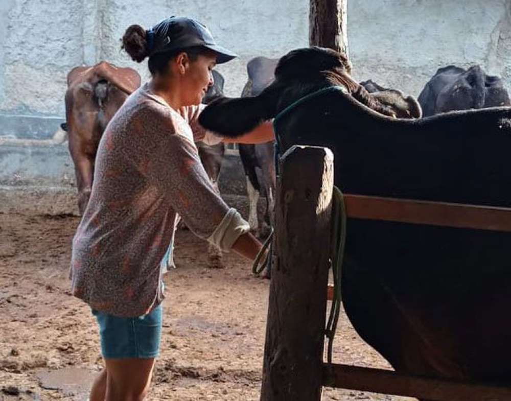 Agricultura familiar ajuda a aumentar produção leiteira no Nordeste