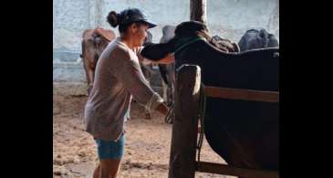 Agricultura familiar ajuda a aumentar produção leiteira no Nordeste